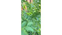 Asianbunnyx Leaked Pussy Masturbation And Dildo Fuck Video